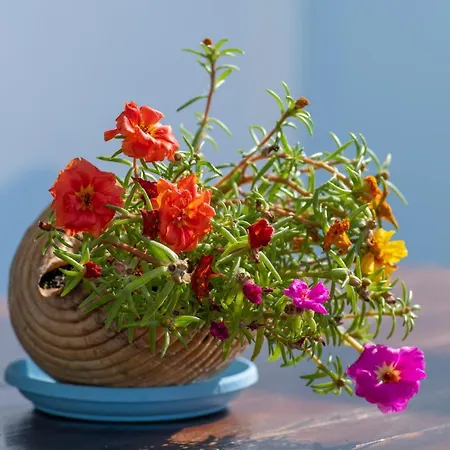 Stella's Traditional House. *