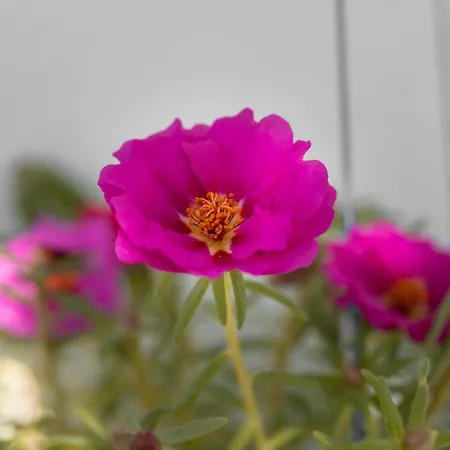 Stella's Traditional House. Villa