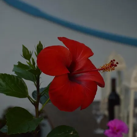 Stella's Traditional House. Villa Alónnisos